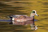 American Wigeon